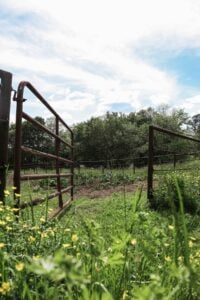gate opening into garden in early spring.