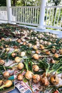 big onions laid out on newspaper on front porch outside.