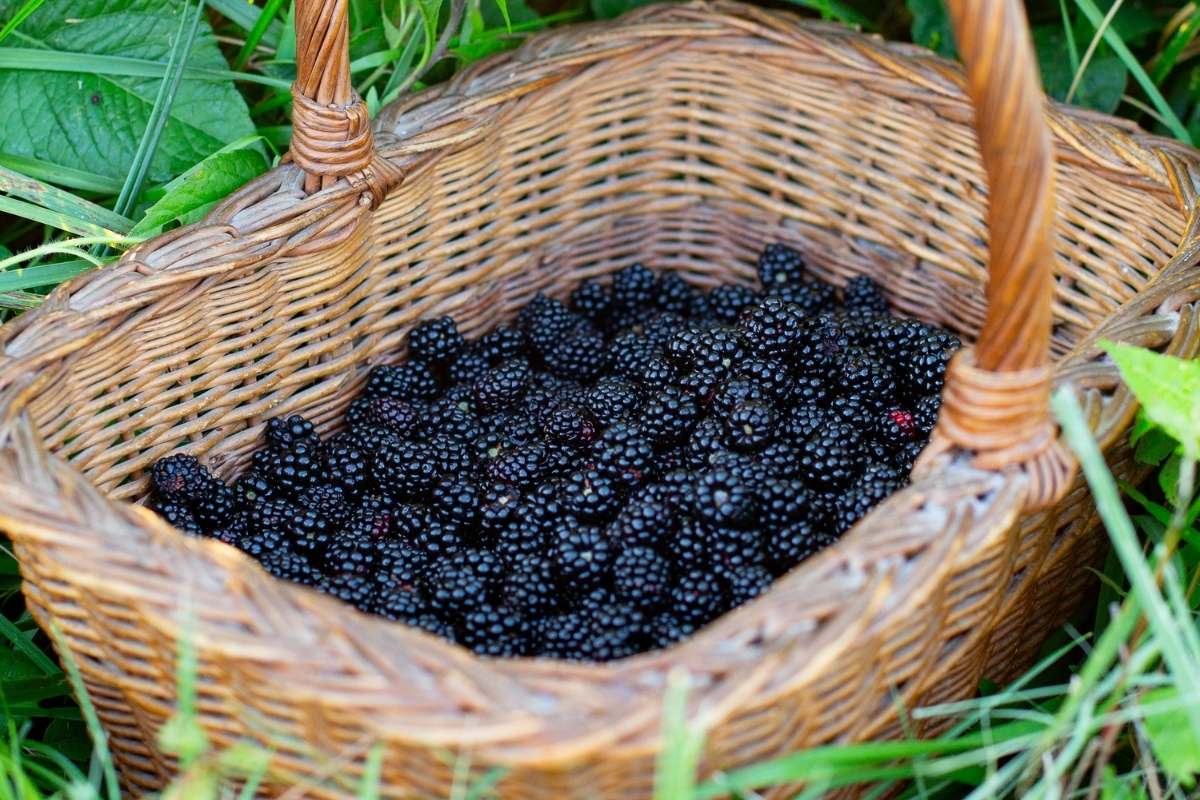 basket filled with blackberries.